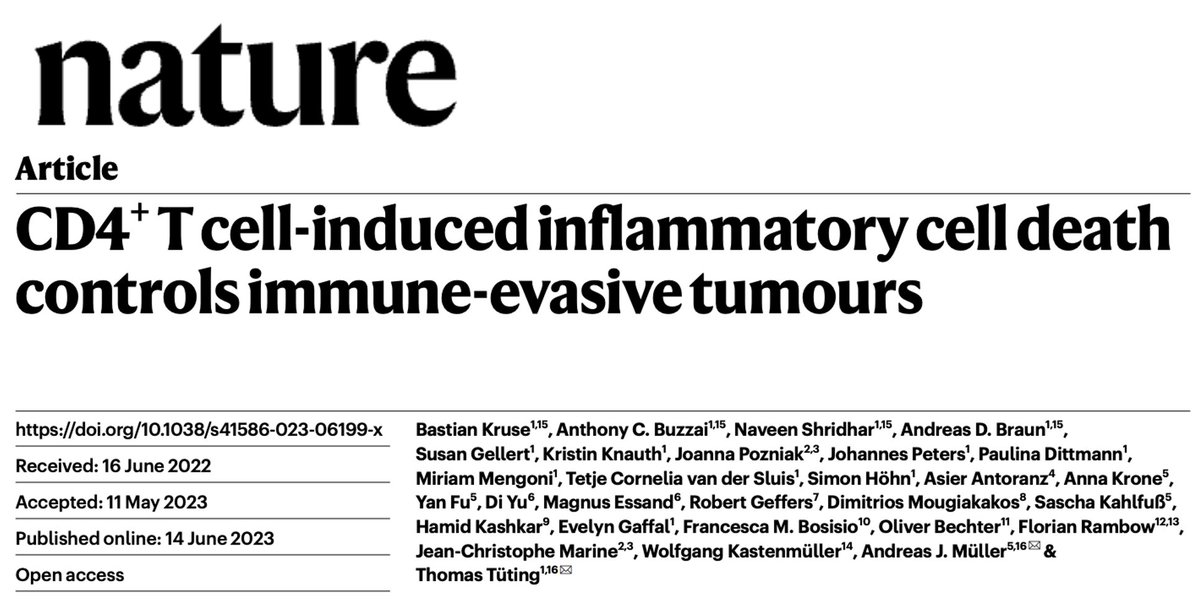 Jun_kiim's tweet image. Published in Nature (2023), Kruse et al. (Tüting lab) demonstrate that adoptively transferred CD4+ T cells alone—but not CD8+ T cells—can eradicate melanoma tumors completely lacking both MHC class I and II expression.

These findings challenge the current paradigm of cancer…