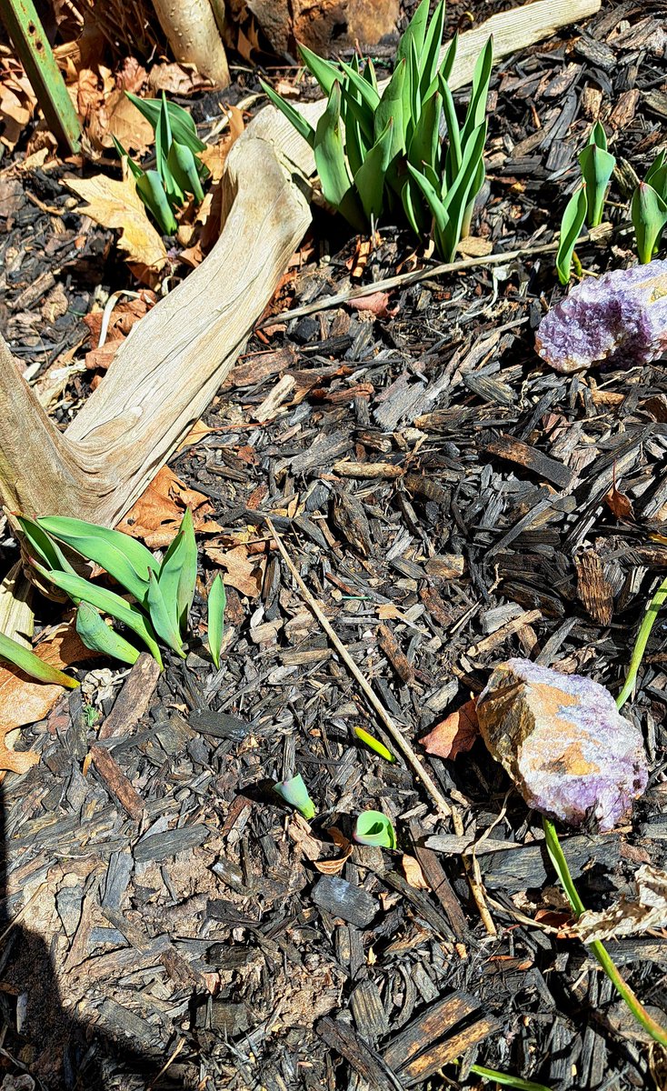 InkedDeviant's tweet image. Oodles of Tulips, Daffodils, Muscari, French Daisies & Bleeding Hearts Are Starting To Wake Up...💃🏼❤️
#HelloSpring #grateful