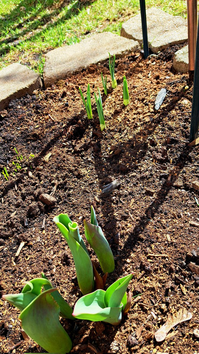 InkedDeviant's tweet image. Oodles of Tulips, Daffodils, Muscari, French Daisies & Bleeding Hearts Are Starting To Wake Up...💃🏼❤️
#HelloSpring #grateful