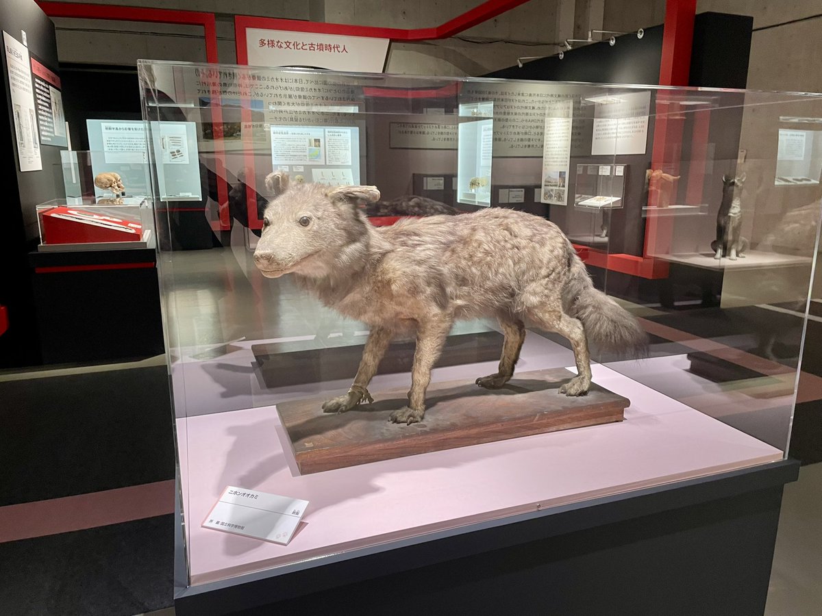 【展示をチラ見せ👀】
イヌのきた道のコーナーでご覧いただけるニホンオオカミの剥製🐺

この剥製は、国立科学博物館の収蔵庫で長年「ヤマイヌの一種」として保管されていました。