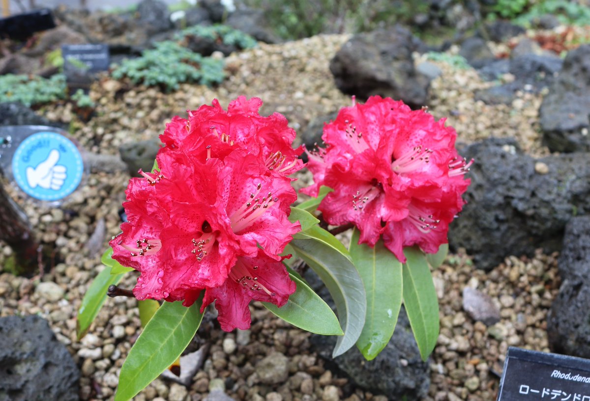 高山植物室 の中国区にて #ロードデンドロン・アルボレウム が開花し