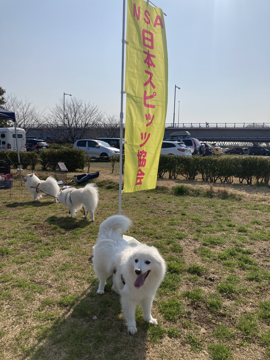 日本スピッツ協会(公式) (@8TjcitV3sou2YSs) / Posts / X