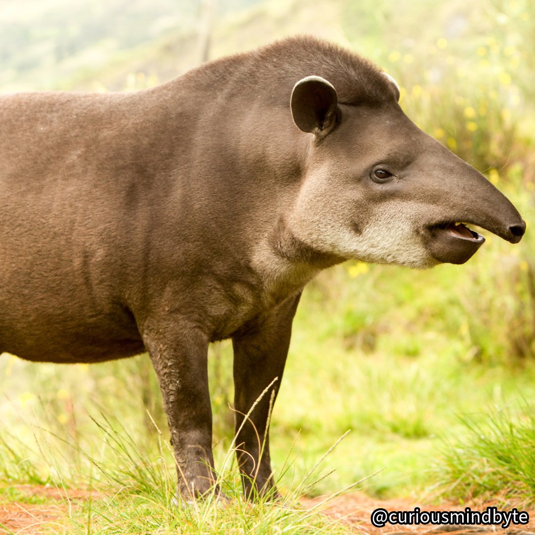CuriousMindByte's tweet image. Animal Spotlight: The Tapir 🐘 Ancient mammals with mini-trunks! These living fossils have remained virtually unchanged for 20+ million years. Their flexible snouts can grab objects like an elephant, and babies are born with watermelon stripe patterns! #LivingFossil…