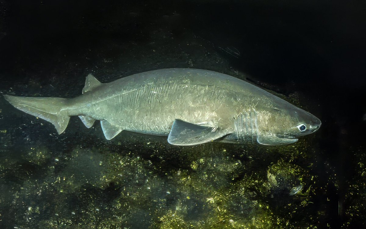 Having survived with minimal changes for around 200 million years, sixgill sharks have endured numerous extinction events. However, their populations are rapidly declining due to human fishing activities, and they are now listed as Near Threatened by the IUCN.