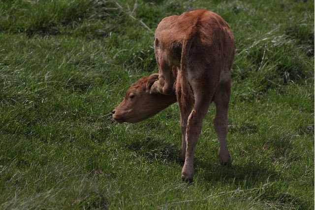 耳をカキカキする子牛🐮

#ねきあさ