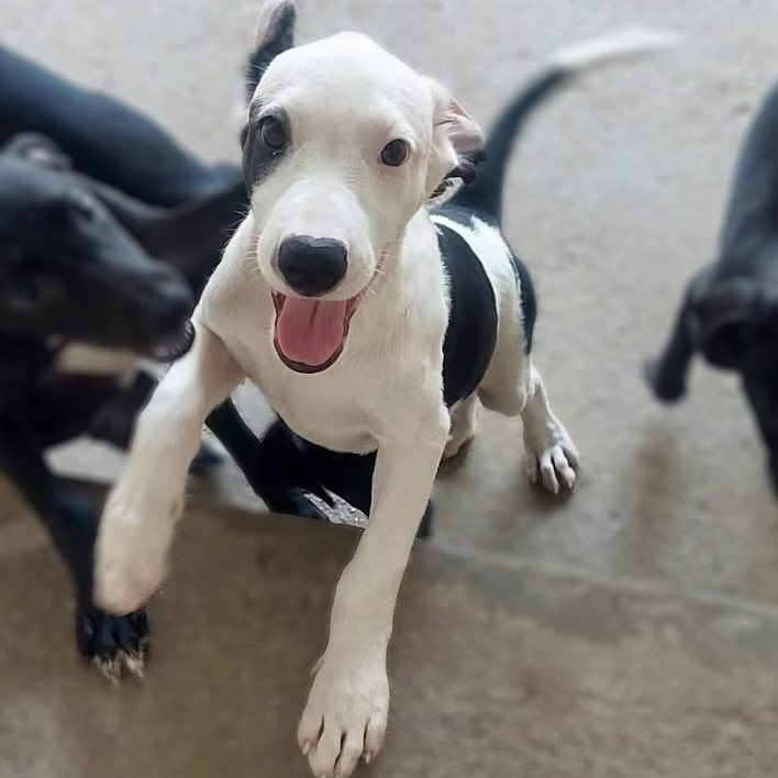 Aqui está um texto bem engajado para a Chandele!

⸻

🐶 OLHA ESSA CARINHA! COMO RESISTIR? 🏡💖

Oi, eu sou a Chandele, uma filhotinha de 3 meses cheia de amor e alegria! ✨ Tenho essa orelhinha charmosa e essa energia que só um bebê tem!