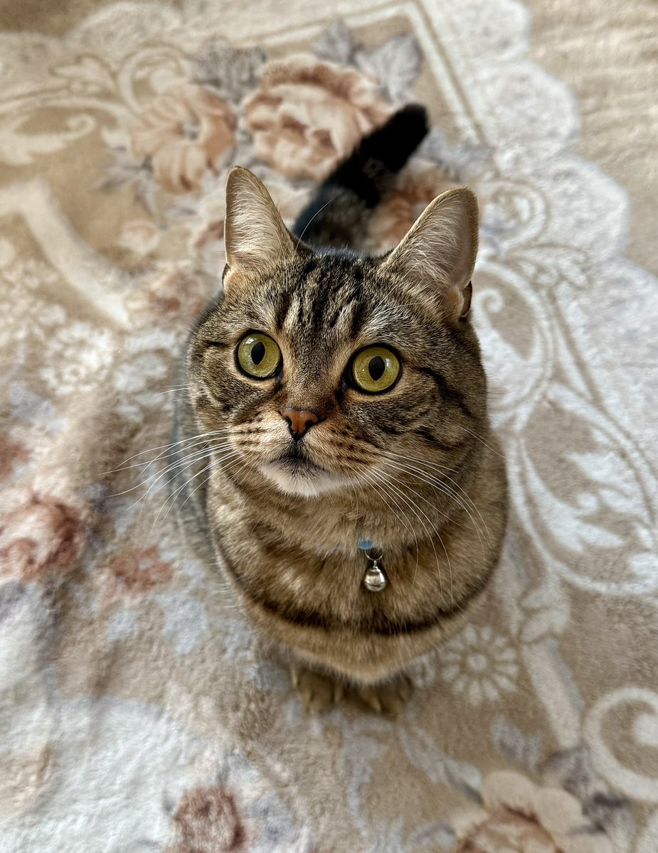 SCF_0228's tweet photo. 今日のライくん☀️

#猫好きさんと繋がりたい　#猫のいる生活　#スコティッシュフォールド　#キジトラ猫
#猫 https://t.co/AqATYLTTRL