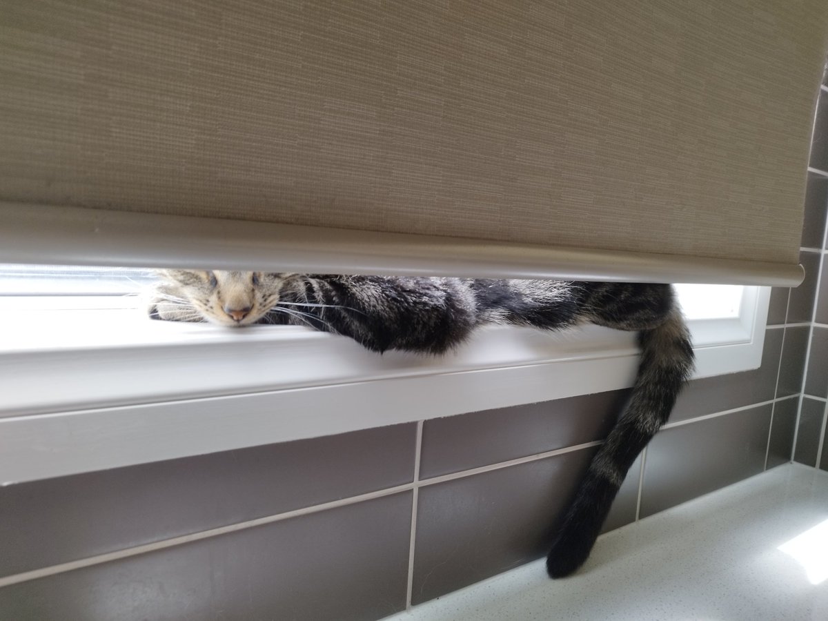 Siblings of Scruffkit tweet media