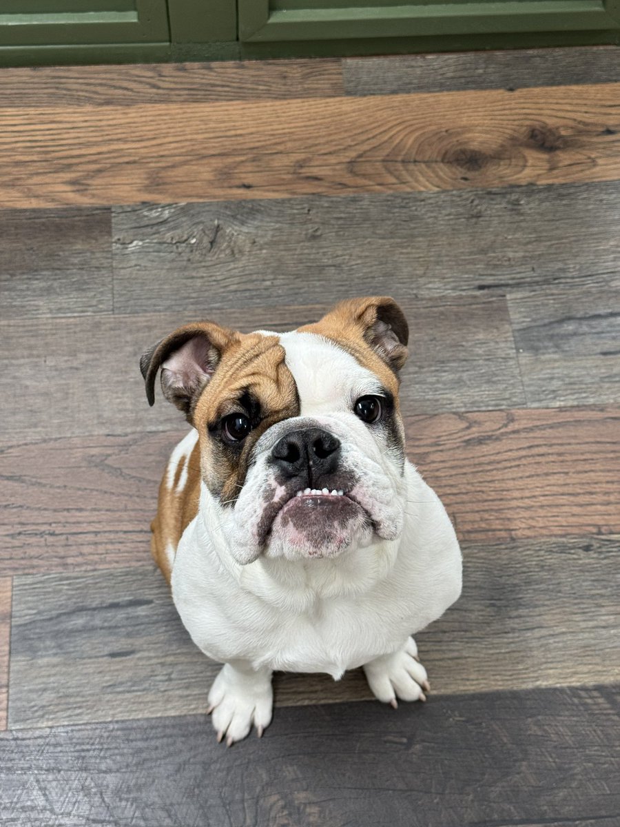 Here is to all my Devil Dogs out there. Lord John says Semper Fi! #USMC