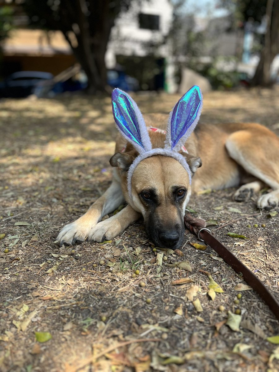 Me puse mis orejitas de conejo para ver si así me veía más linda y alguien se interesaba en mi,pero ni así tuve éxito 😔💔

Ya me cansé de esperar por años una familia que quizás nunca llegará 🥺

Soy Mila y nadie me quiere adoptar.
Tengo 4 años,talla grande,protocolo completo.