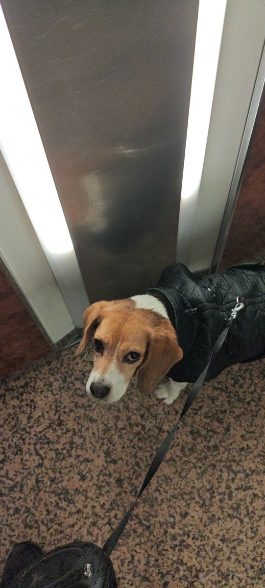 misguj's tweet photo. y Sendita con su armadura acolchada +1 de resistencia al frio https://t.co/oi4BGWybdl