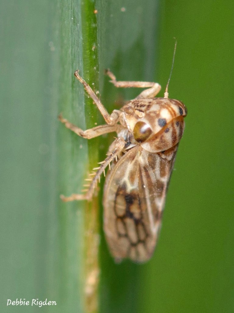 RigdenDebbie's tweet image. Family: Cicadellidae ? Leafhopper around 3mm seen in my garden 
#Leafhopper #planthoppers #Cicadellidae #invertebrates #gardeninsects #nature #wildlife #Entomology