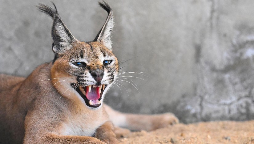 هذا الحيوان الأكثر تداولا في الساعات الأخيرة

بعد أن باغت الجنود الإسرائليين وقام بالتهام البعض وتسبب في جروح خطيرة للبعض الآخر

وهو الوشق المصري ما قصة هذا الحيوان وماذا حدث في الساعات الأخيرة ليصبح الأكثر تداولا

إليك القصة كاملة :