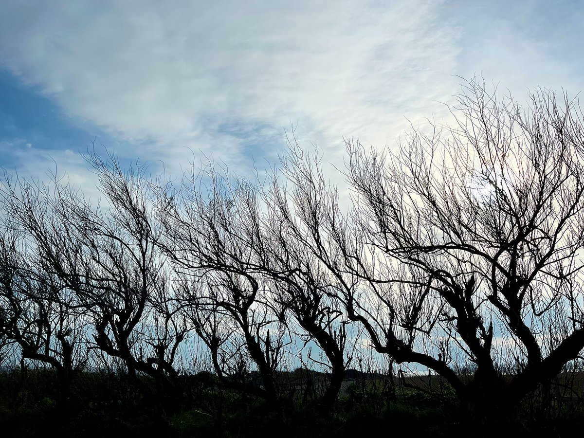 LightningPsych's tweet photo. 📷 Winter trees
#wintertrees #winterlanscape #landscapephotography #MyPhoto https://t.co/JWYHIAKCxw