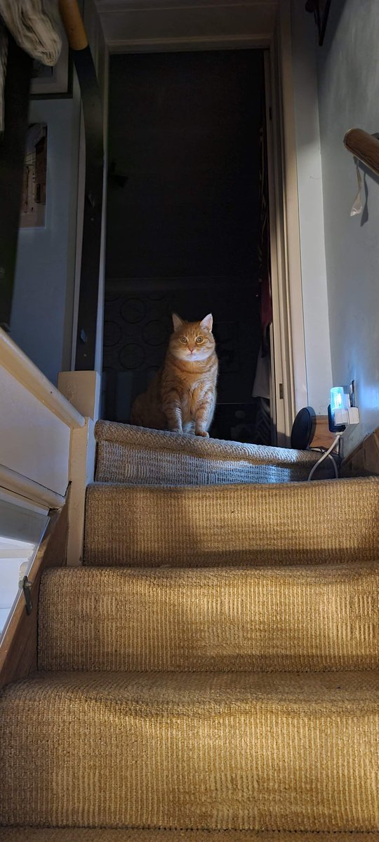 Johnny coolcat R.I.P Memorial page tweet media