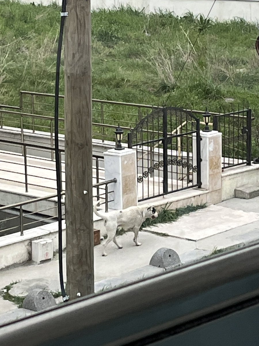📍 Beylikdüzü Kavaklı

"Sokakta başıboş dogo sahipsiz ve tasmasız bir şekilde dolaşıyor."

Önce milletin can güvenliğini mi sağlasanız <a href="/beylikduzubeltr/">Beylikdüzü Belediyesi</a> <a href="/mmuratcalik/">Mehmet Murat Çalık</a>?