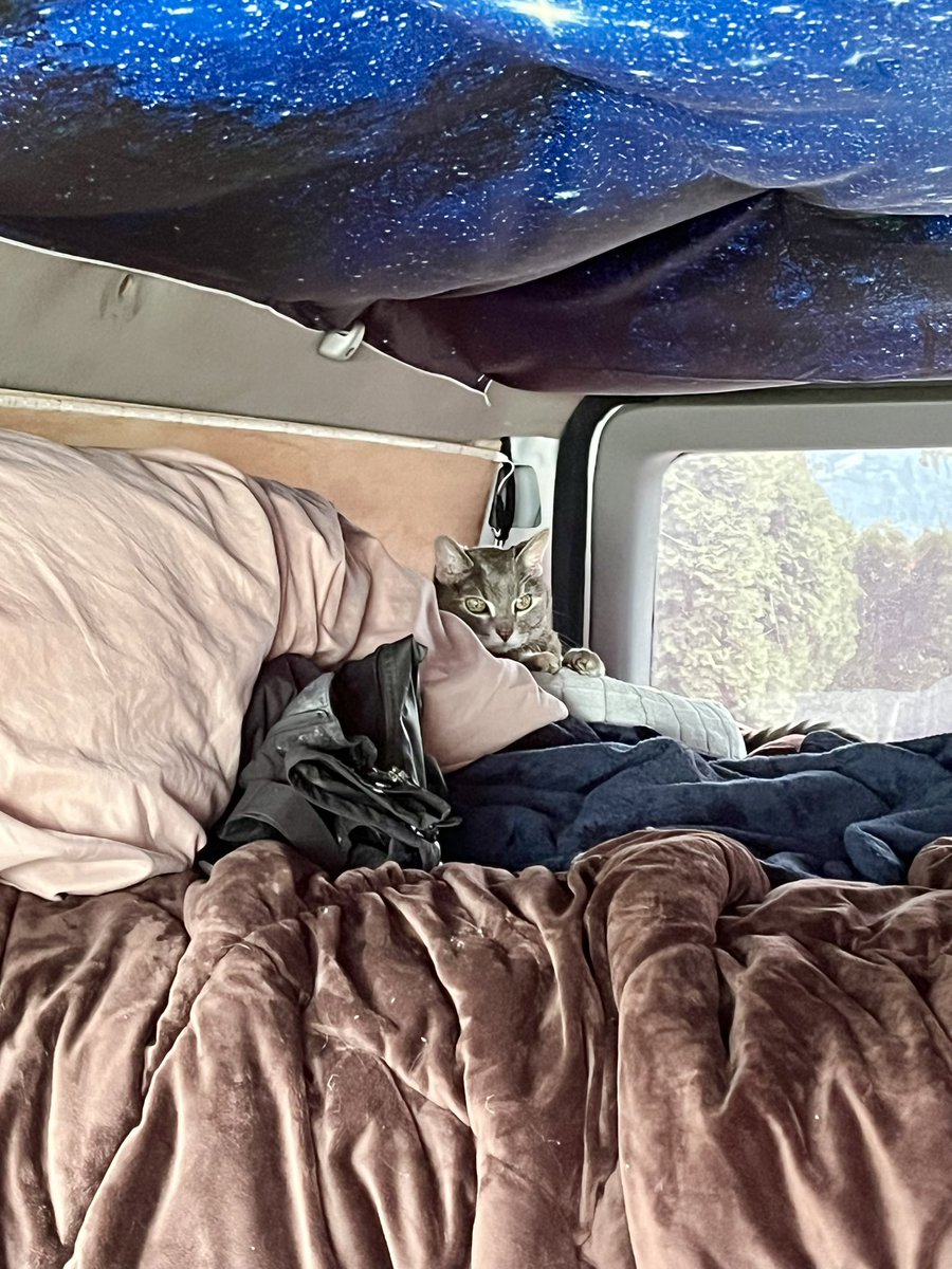 Miss Hissy Pissy tweet media