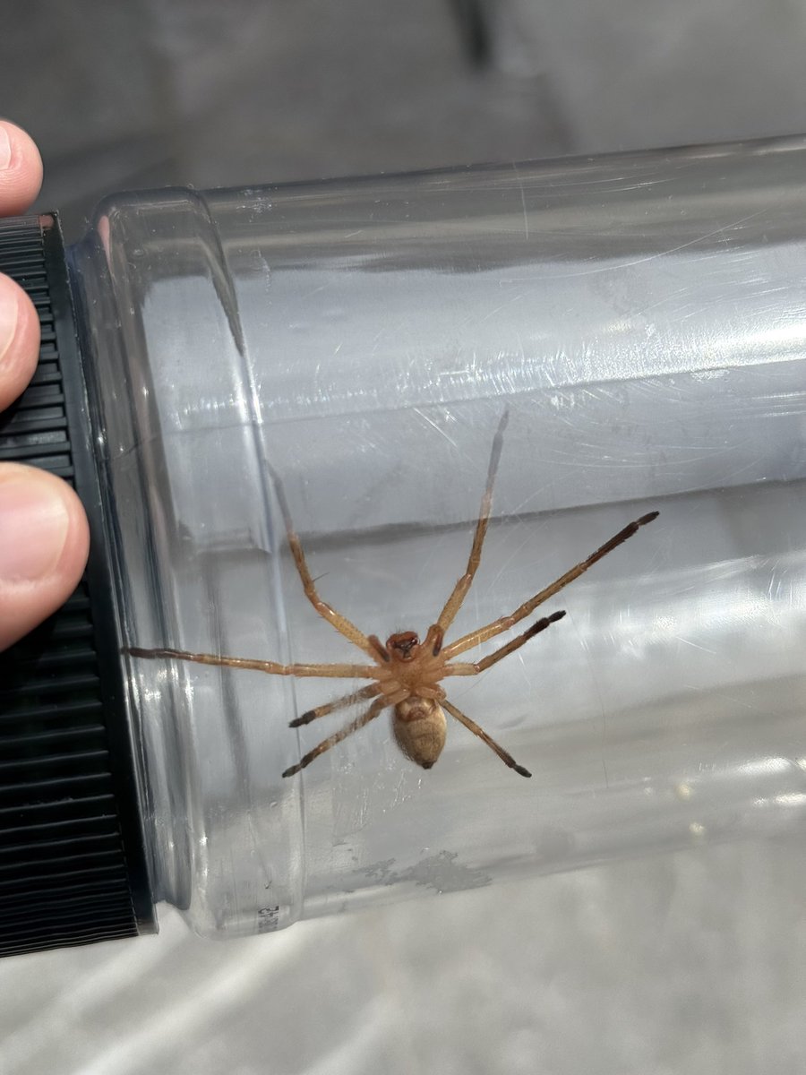AngelZamoraG's tweet photo. @Arachno_Cosas  Don Arachno, que especie es esta? https://t.co/mJuZX0P8Bl