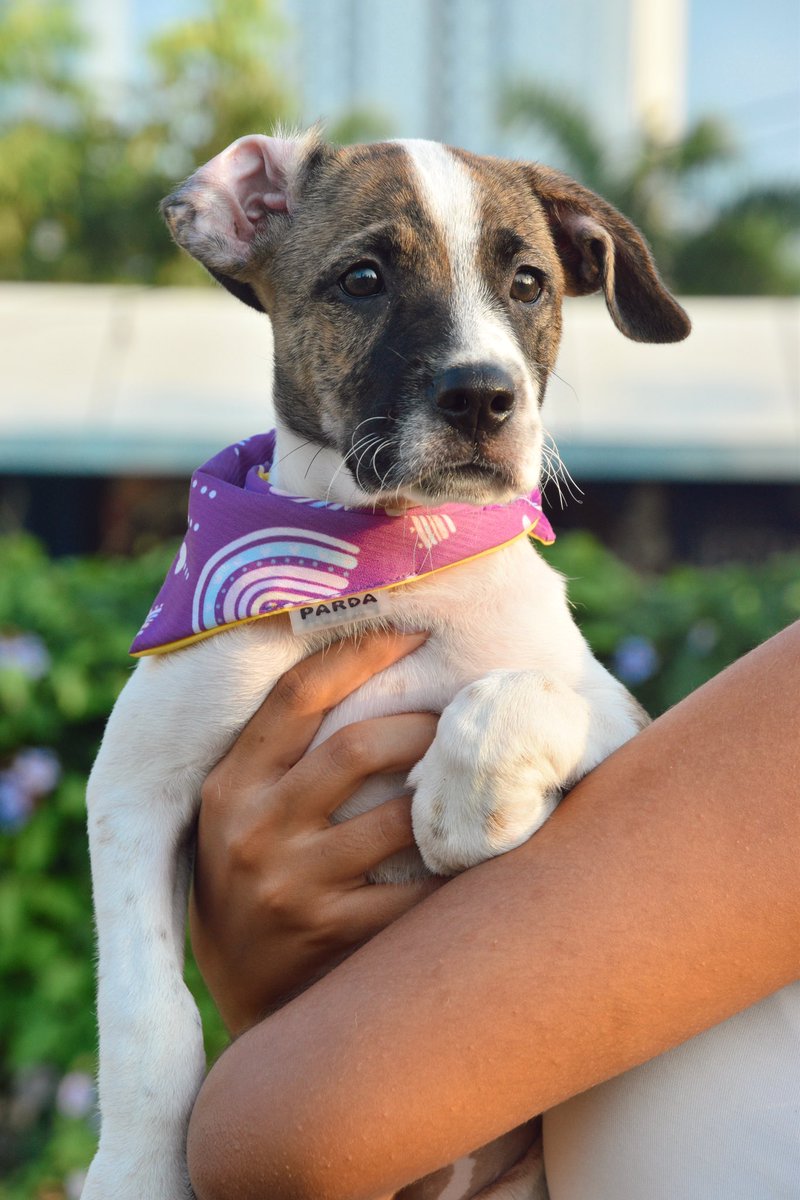 depataenpata_'s tweet photo. FIFI en adopción responsable al 67802006. 🙏🏻💜 PLS SHARE! https://t.co/LReL6danxi