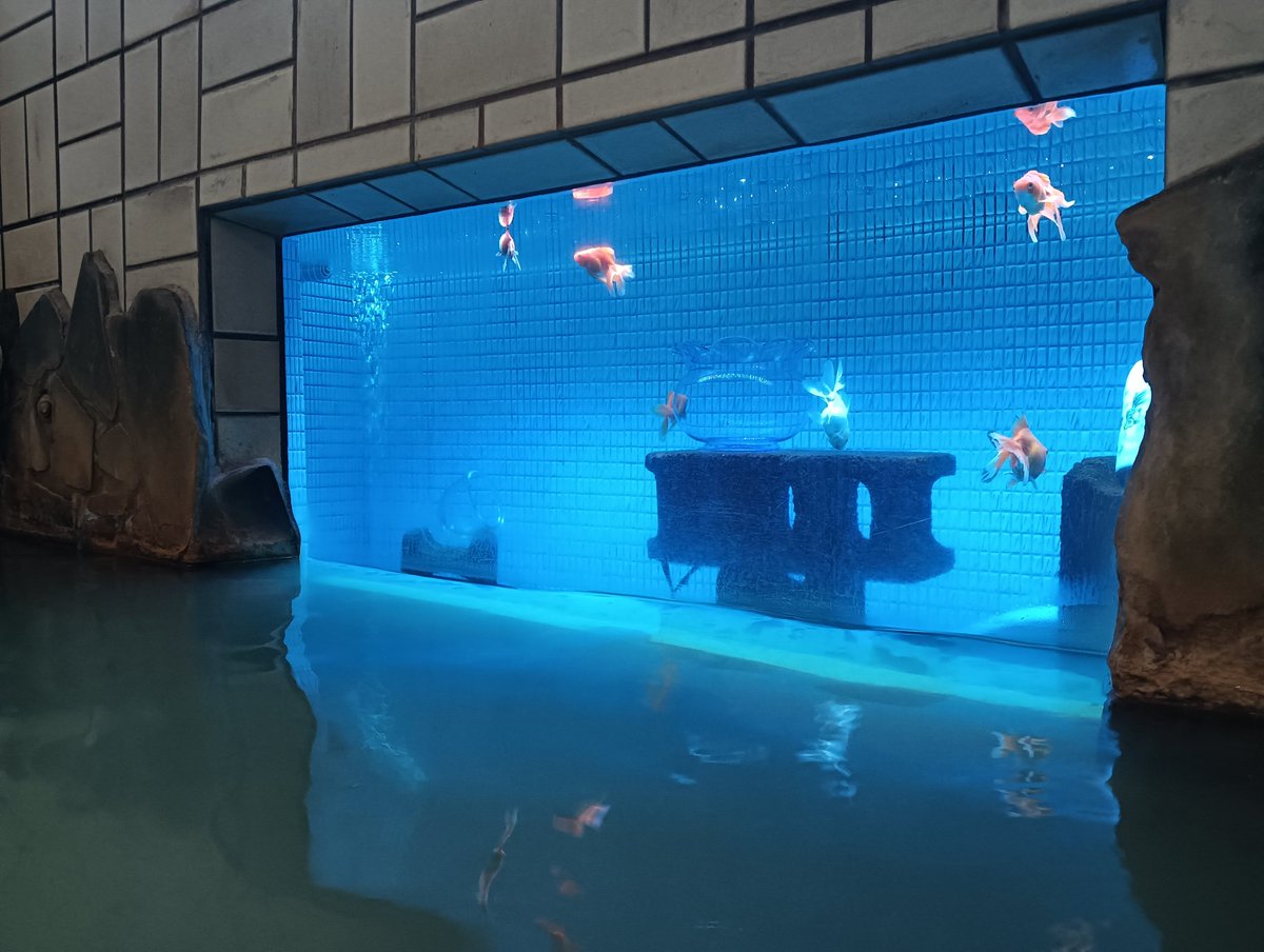 お宿、西本屋旅館の金魚湯へ🐟️
熱すぎずのんびり♨️
金魚は10匹いたと思うんだけど、ネットでは30匹いるとも言われてる🤯