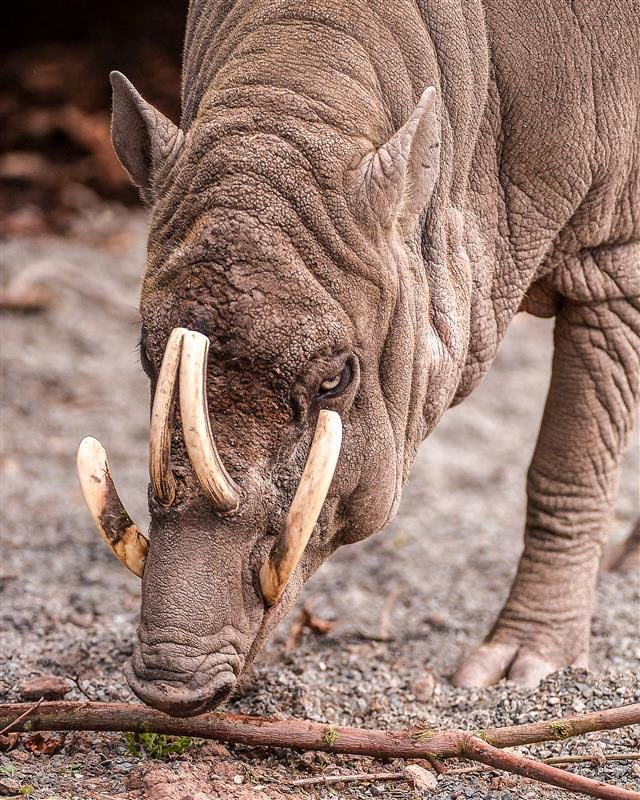 TheChesterZoo's tweet photo. IT'S ACTION INDONESIA DAY!! 🎊 🌎

Today, we honor our continuous commitment to safeguarding four of Indonesia's most remarkable animals: the anoa, babirusa, banteng, and the Sumatran tiger.

We are members of Action Indonesia, a committed and enthusiastic team comprised of government officials, conservationists, researchers, and other zoos. Our mission is to safeguard these iconic animals before it’s too late. Through our collaborative efforts, we are truly making a significant impact. 🫶

By working together, we're making a real difference 🫶 Discover more: https://t.co/Pj7plcSYst

#ActionIndonesia #ChesterZoo