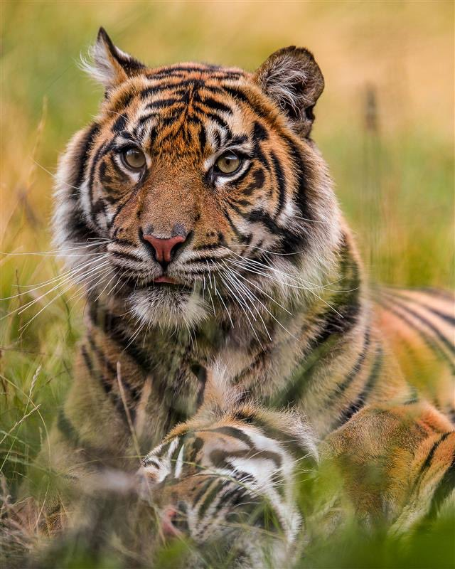 TheChesterZoo's tweet photo. IT'S ACTION INDONESIA DAY!! 🎊 🌎

Today, we honor our continuous commitment to safeguarding four of Indonesia's most remarkable animals: the anoa, babirusa, banteng, and the Sumatran tiger.

We are members of Action Indonesia, a committed and enthusiastic team comprised of government officials, conservationists, researchers, and other zoos. Our mission is to safeguard these iconic animals before it’s too late. Through our collaborative efforts, we are truly making a significant impact. 🫶

By working together, we're making a real difference 🫶 Discover more: https://t.co/Pj7plcSYst

#ActionIndonesia #ChesterZoo