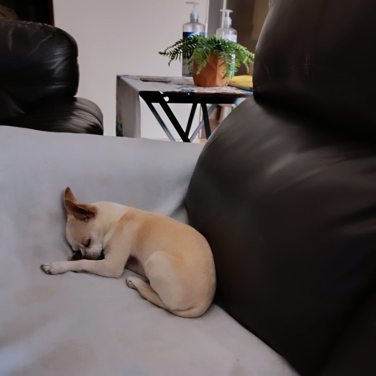 tessy_hg's tweet image. Chihuahuitas durmientes 😍💕😴 #ssshhh #outofservice #lola #star #bombon