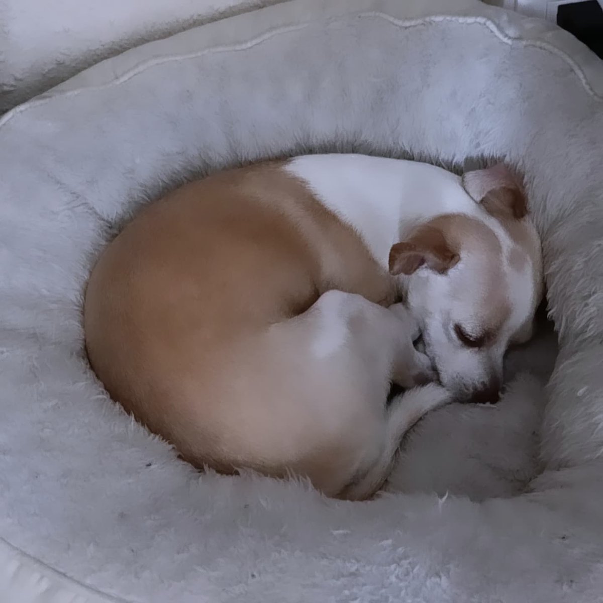 tessy_hg's tweet image. Chihuahuitas durmientes 😍💕😴 #ssshhh #outofservice #lola #star #bombon