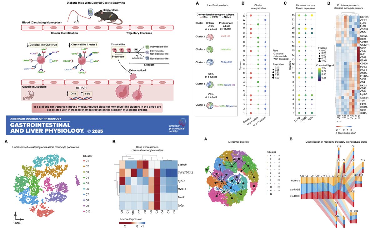 Rajan Singh (@rajan___singh) on Twitter photo 📢#Macrophages are Masters in Multitasking‼️#GutHealth #Gastroparesis🔥
🚨Elegant study ⏩Mass cytometric analysis of circulating monocyte subsets in a murine model of #Diabetic #Gastroparesis‼️<a href="/ajpgi/">AJP-Gastrointestinal and Liver Physiology</a> 🆕🔥
<a href="/mgrover_gi/">Madhusudan (Madhu) Grover M.D., AGAF</a> <a href="/GFarrugiaMD/">Gianrico Farrugia</a> et al.🎉 <a href="/MayoClinicGIHep/">Mayo Clinic Gastroenterology & Hepatology</a> <a href="/ENSP_mayo/">Enteric Neurosciences Program, Mayo Clinic</a>
🎯First 📢#Macrophages are Masters in Multitasking‼️#GutHealth #Gastroparesis🔥
🚨Elegant study ⏩Mass cytometric analysis of circulating monocyte subsets in a murine model of #Diabetic #Gastroparesis‼️<a href="/ajpgi/">AJP-Gastrointestinal and Liver Physiology</a> 🆕🔥
<a href="/mgrover_gi/">Madhusudan (Madhu) Grover M.D., AGAF</a> <a href="/GFarrugiaMD/">Gianrico Farrugia</a> et al.🎉 <a href="/MayoClinicGIHep/">Mayo Clinic Gastroenterology & Hepatology</a> <a href="/ENSP_mayo/">Enteric Neurosciences Program, Mayo Clinic</a>
🎯First