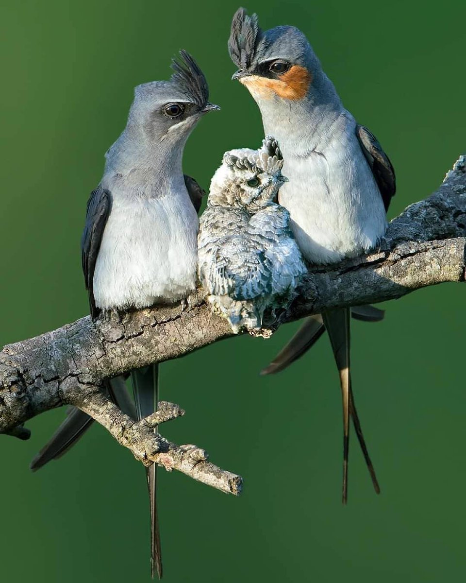 🐦Crested Tree Swift
.
Congrats to📷.photo by :@varunhb