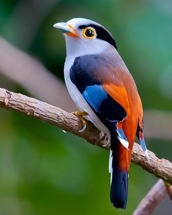 Silver breasted Broadbill

📷 Photo by :©Allan Seah