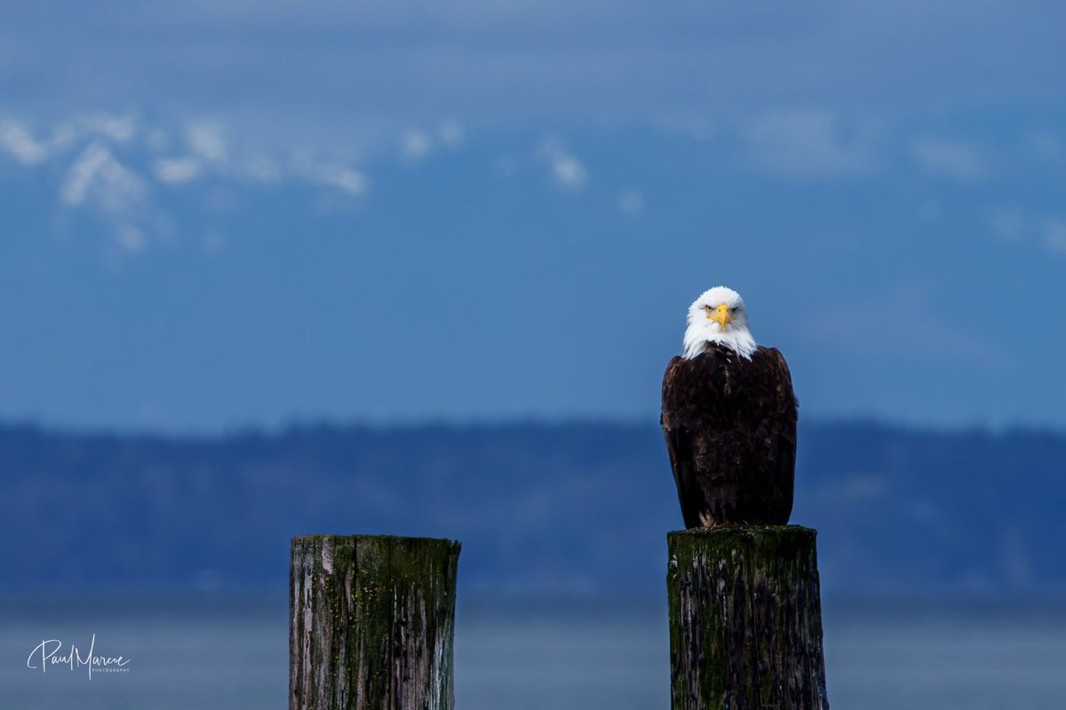 PaulMarcoe's tweet photo. Our beloved eagle with the Olympic mountains in the far distance. https://t.co/KBh2C632th
