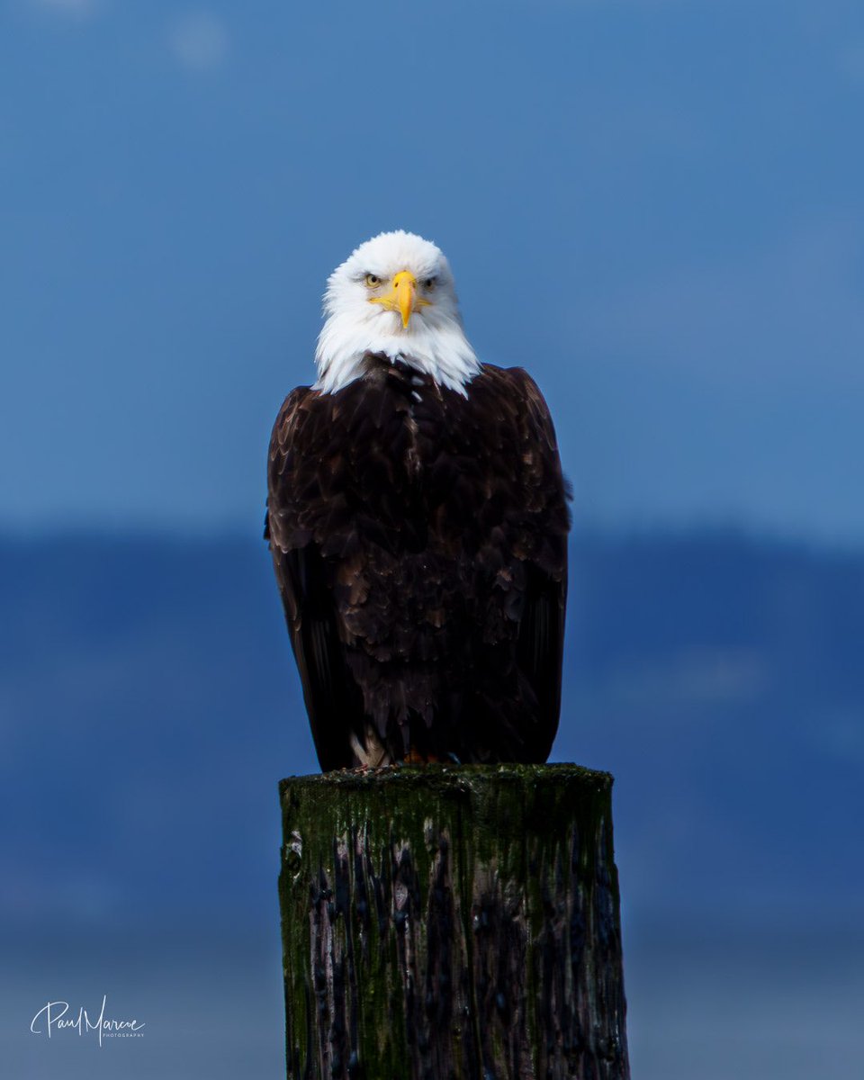PaulMarcoe's tweet photo. Our beloved eagle with the Olympic mountains in the far distance. https://t.co/KBh2C632th