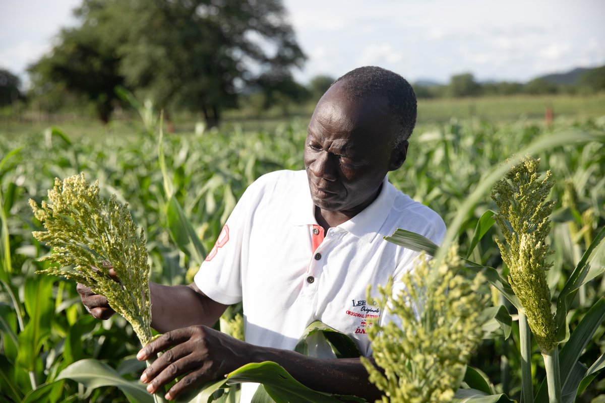 UNDPplanet's tweet image. Climate change is disrupting water access worldwide –droughts, erratic rainfall and water scarcity threaten food security and livelihoods. 

In Zimbabwe, farmers are fighting back with water harvesting and climate-smart agriculture: go.undp.org/3he

💧 #WorldWaterDay