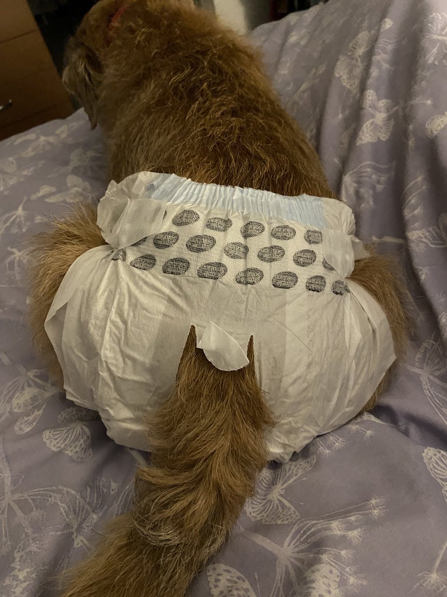 I’m only allowed on the big bed if I wears one of these things now 🥴 #BTPosse #oldage #senioryears #itcomestousall