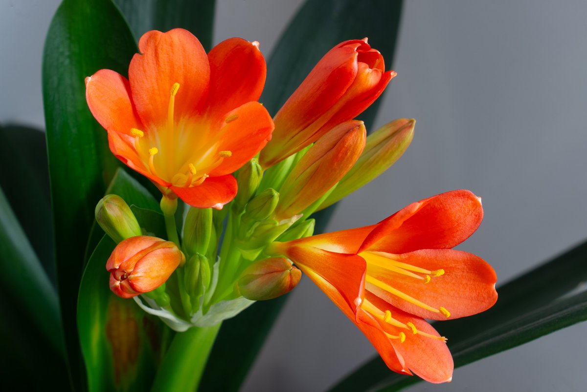 argos66's tweet photo. #clivia https://t.co/urUXM2F0nR