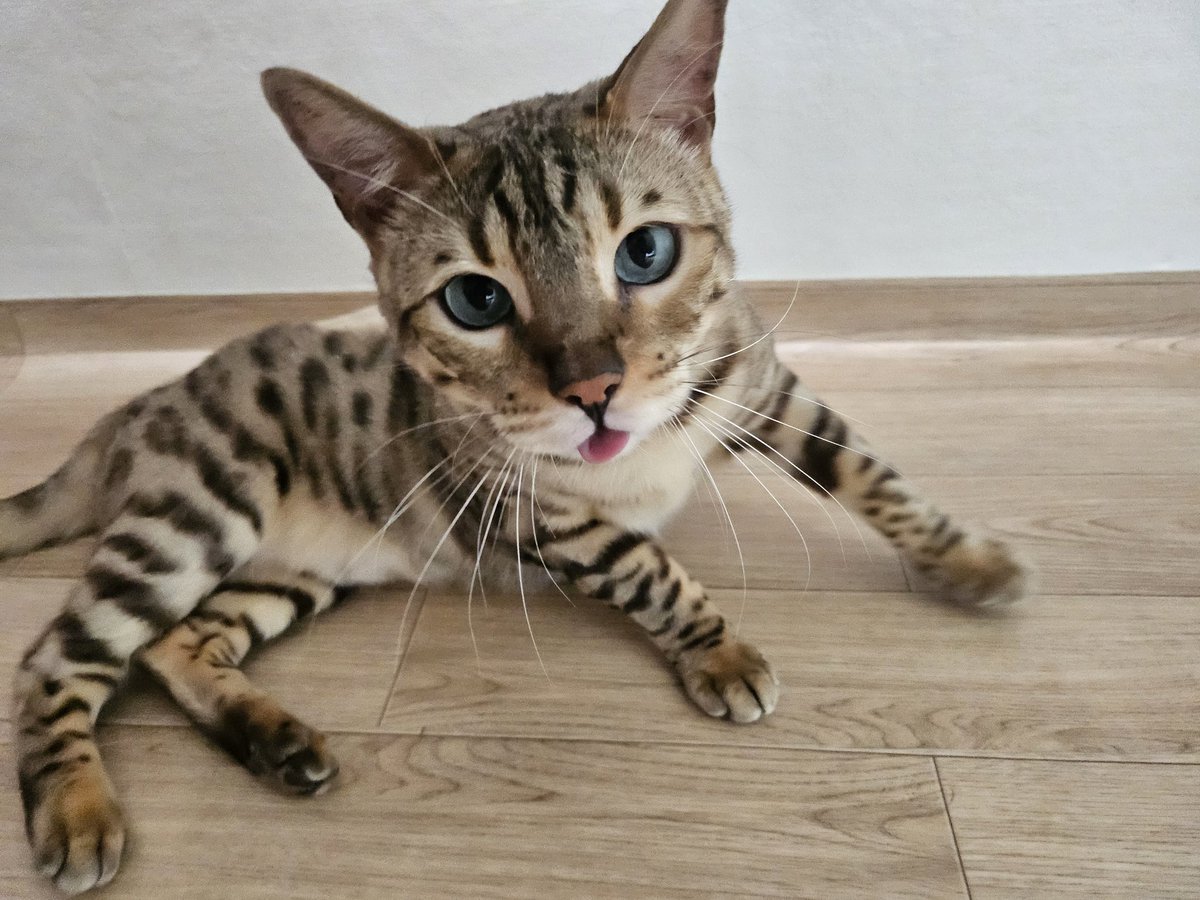 오랜만이에요 ~ 드디어 우리 아가들 계정을 찾았네요 ㅠㅠㅠㅠ 최근 사진 올리고 갑니다 🩷