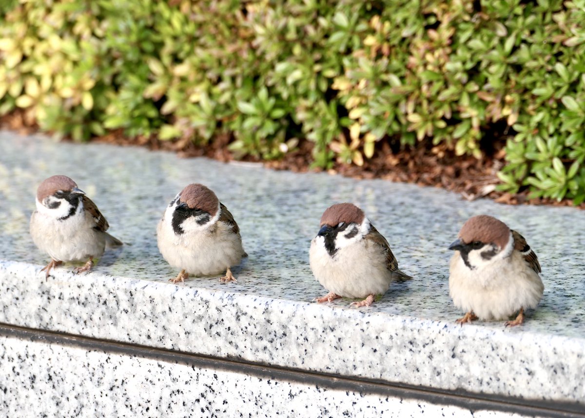 おはようございまちゅん
春はどこから来るのか考えるすずめさん
右から2番目の子はウトウト💤

#ちゅん活　#すずめ　#鳥好きさんと繋がりたい　#おはよう　#sparrow #birdwatching #BIRDJAPAN #GoodMorningEveryone