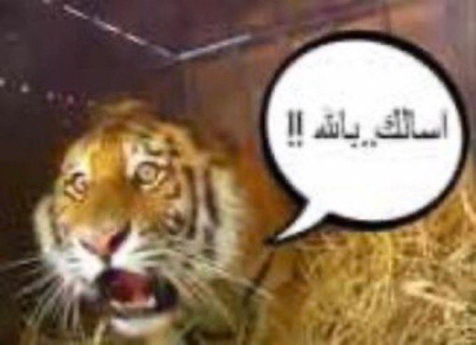 Qoos_1's tweet photo. @Joonsh19 @baytAlhilal https://t.co/uAjcwTiawS