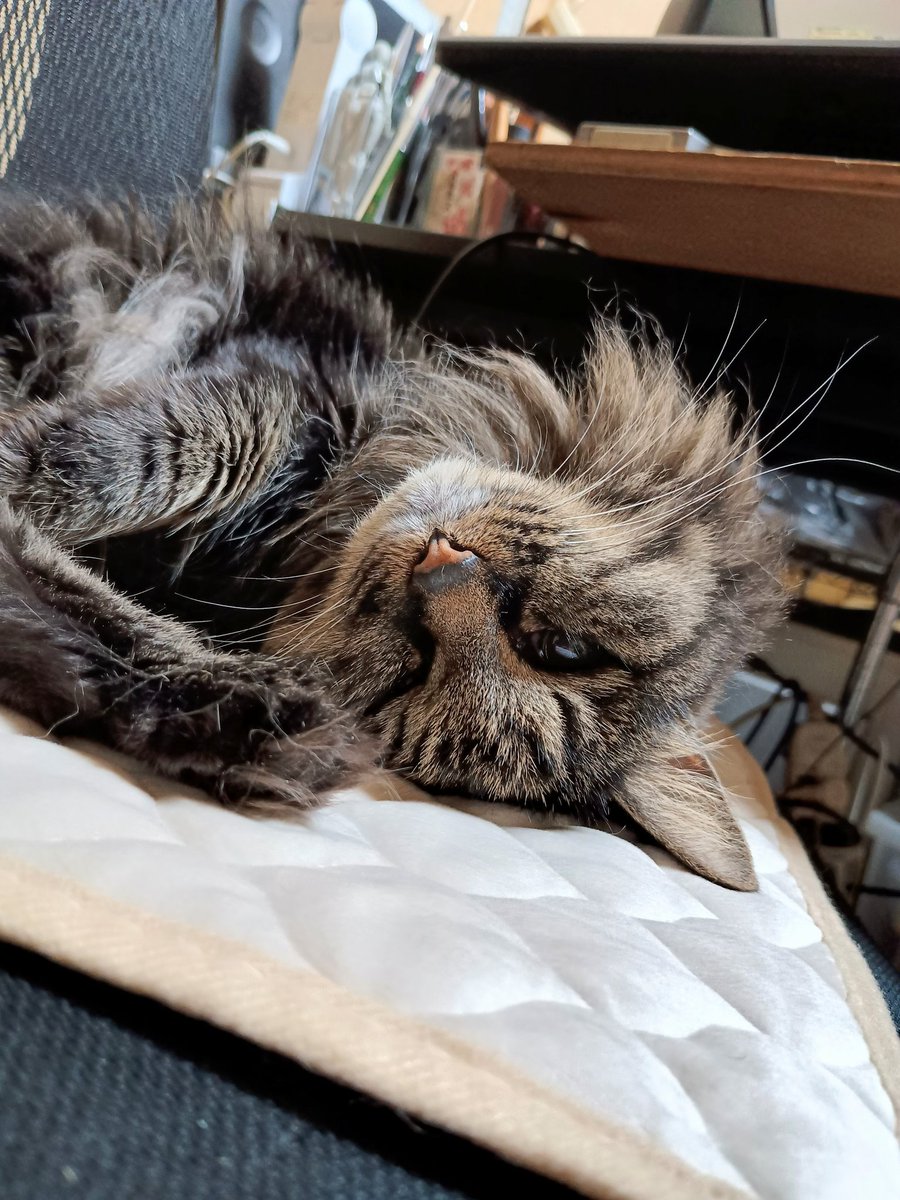 椅子の上から片付けの監視します😸😫💦ハァハァ 