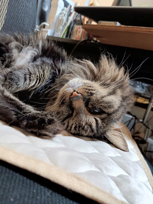 椅子の上から片付けの監視します😸😫💦ハァハァ 