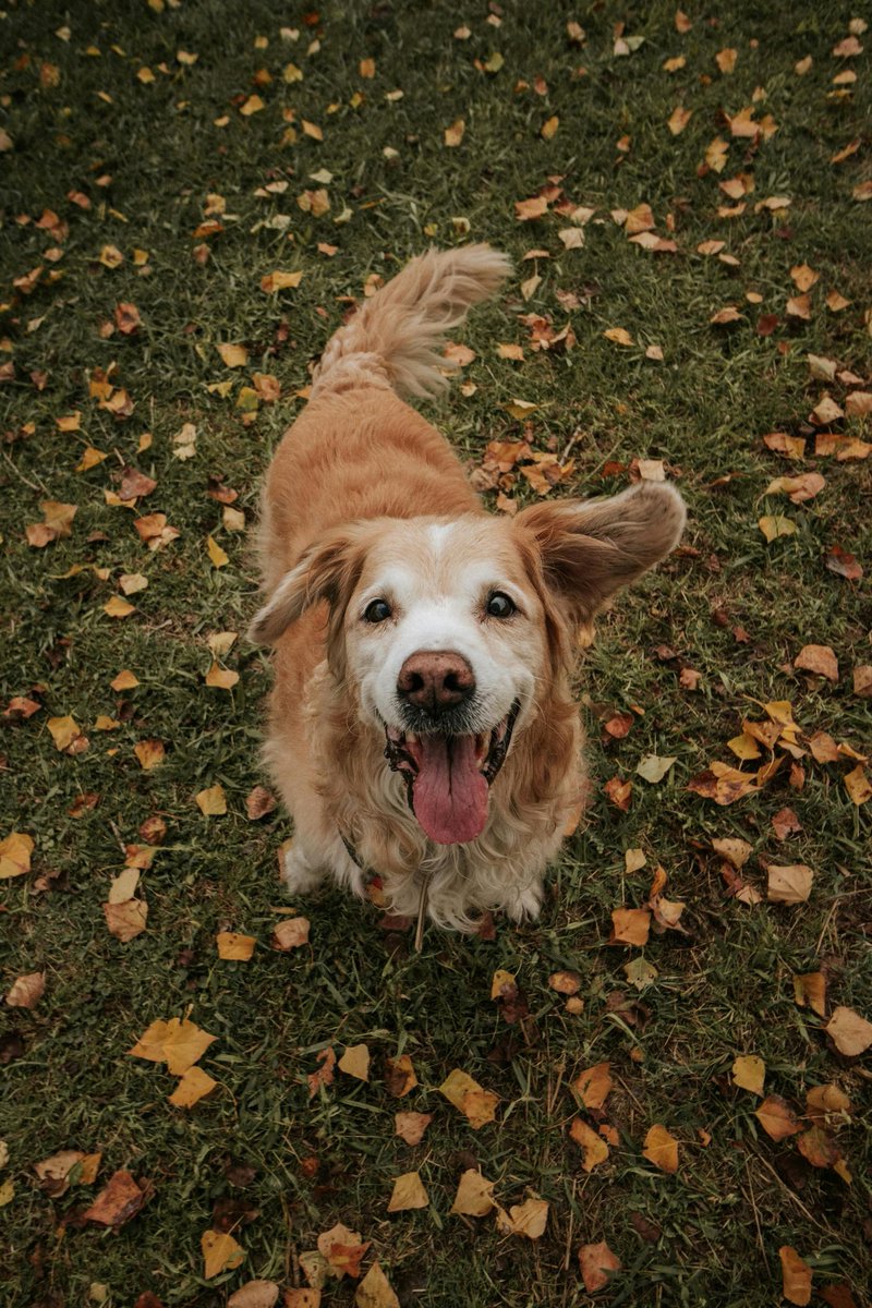 yourpoochprod's tweet photo. Spring is here! 🌸 The snow melted, the birds are chirping… and so is your reaction after seeing ALL that 💩 in the yard. 😳💨 Time for some serious cleanup! 🧼🐶
👉 Get 20% OFF w/code blkfri1 + FREE shipping at https://t.co/cvvX69NT1A!
#Poopocalypse  #YourPoochProducts https://t.co/KSP84YmrZh