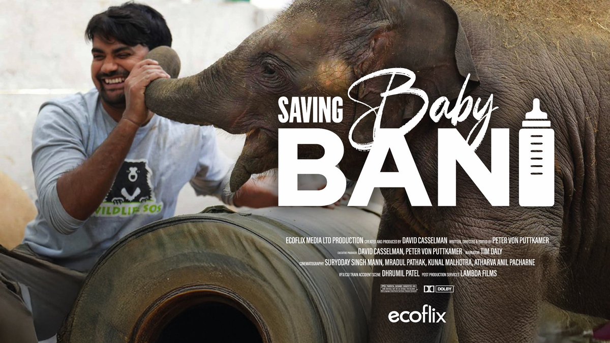 COMING TO <a href="/ecoflixofficial/">Ecoflix</a> 28th March 2025, with <a href="/WildlifeSOS/">Wildlife SOS</a>!

Saving Baby Bani tells the remarkable story of a young elephant calf, Bani, who is critically injured after a tragic train collision in Uttarakhand, India. #babybani