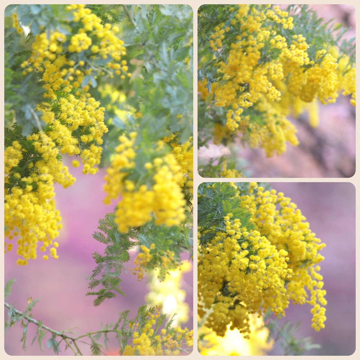 monet_vane's tweet photo. .*･ﾟ🌼.*･ﾟ࿐⋆*🍃.*･ﾟ

   ピンクの河津桜とのコラボ
   自然の織り成す美しさに
   癒されました
　　　 #ミモザ 
                   花言葉：優雅・友情
                                               📸3/9 

   春の良き1日を࿐⋆*🌼🍃

   #TLを花でいっぱいにしよう
   #蔵前神社 https://t.co/4J5c0ywGn7