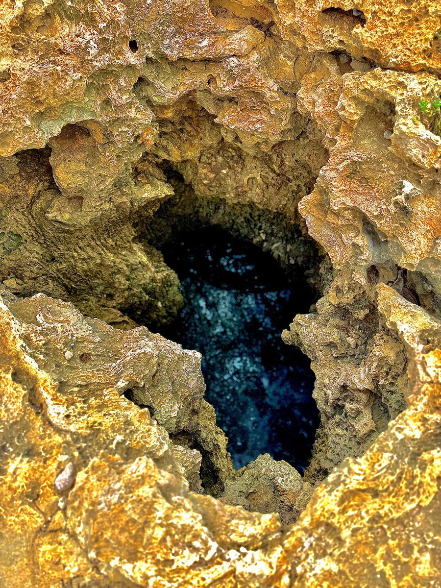 Waikiki Guy tweet media