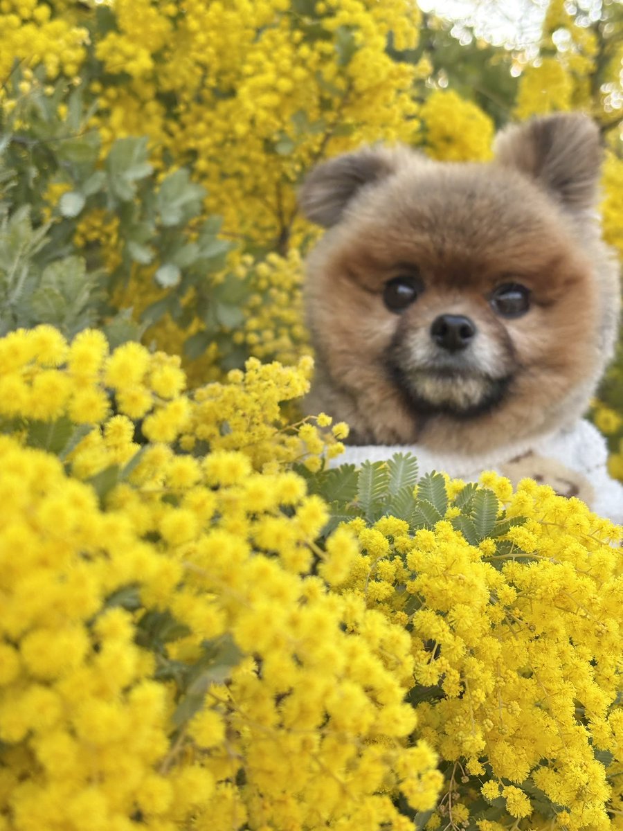 sora0625mama's tweet photo. ミモザ🌼も見頃になりました✨ https://t.co/ObRDGVWClm