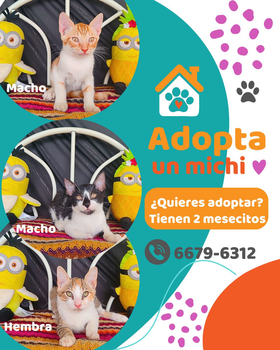 🐾 ¡Gatitos en adopción! 🐾 
Panamá 🇵🇦

Tres de estos pequeños están listos para encontrar un hogar lleno de amor. ❤️

✨ Detalles:
✔️ Desparasitados y esterilizados
✔️ Peso: 2.4 libras
✔️ Comen pepitas y usan su arenero

Si puedes darles una segunda oportunidad, chat: 6679-6312.
