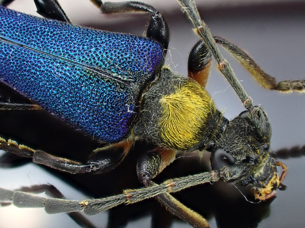 Damaster & Carabus tweet media