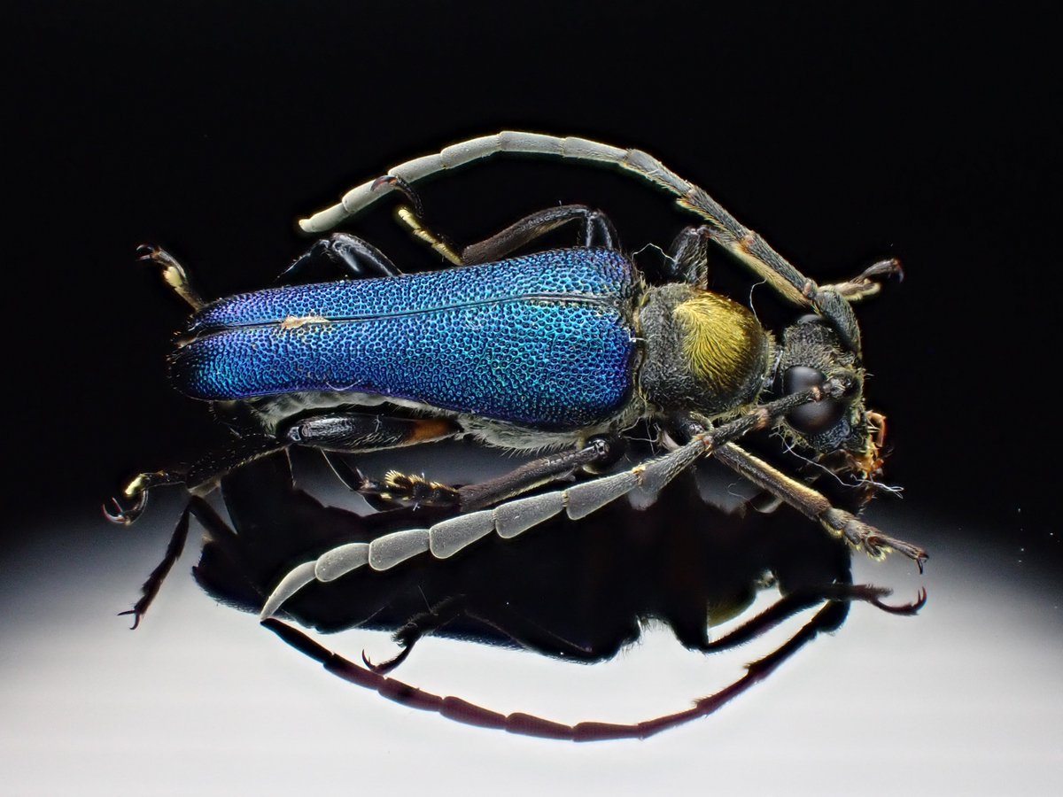Damaster & Carabus tweet media