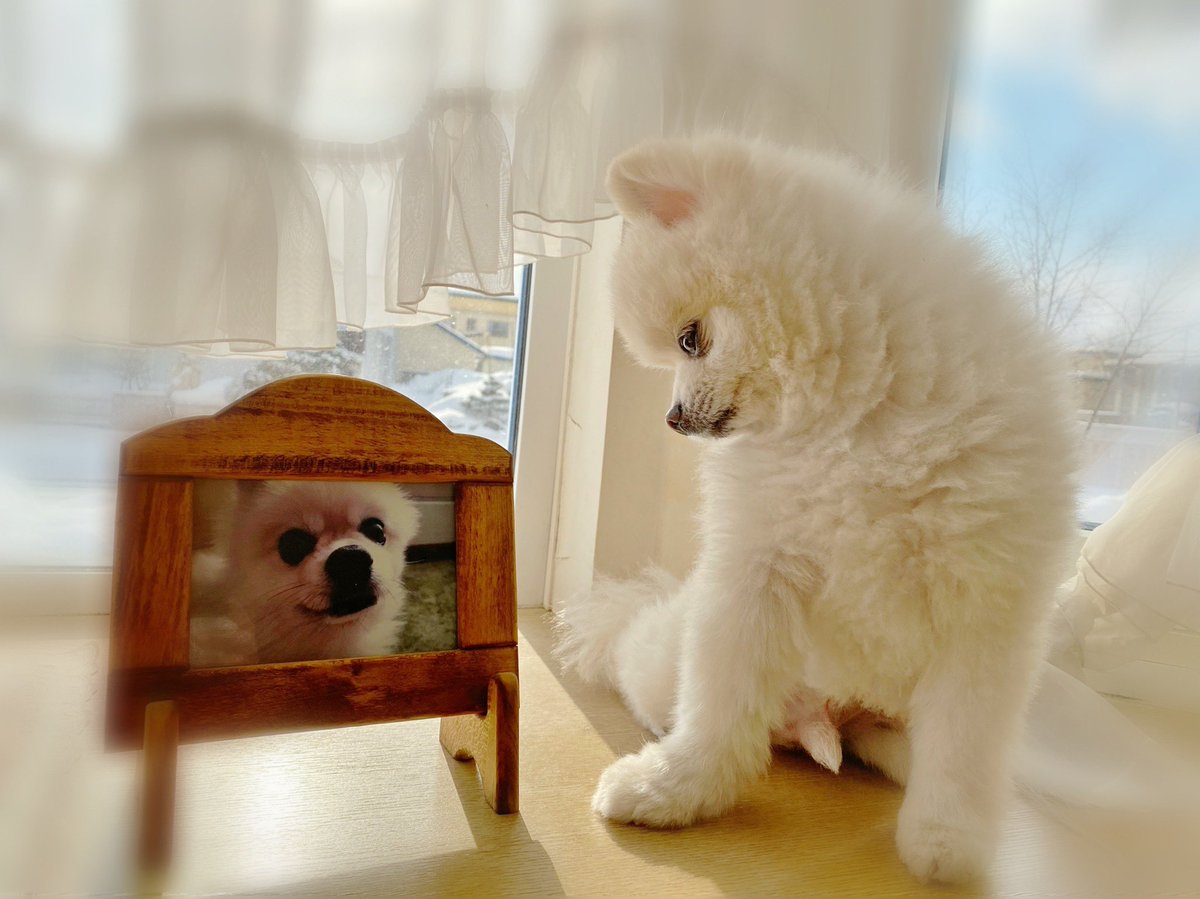 ぽんちゃん、21日に8歳を迎えました🌟
先代のわんこが8歳で虹の橋を渡ってしまい、突然のことでひどくペットロスになってしまったことを今でも思い出します。ぽん太には長生きしてほしい、この先年老いてもどうか元気で… そう願う毎日です。ママが幸せな犬生にするからね！
#ポメラニアン #保護犬